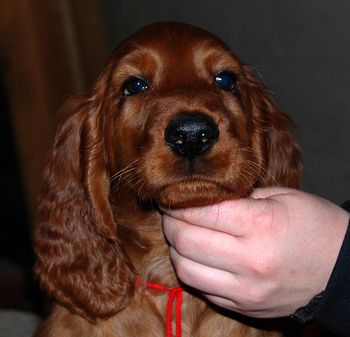 9 wks Red boy
