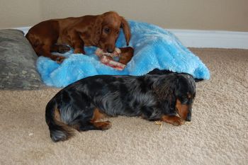 Blaise & Baxter chewing their bones on christmas.
