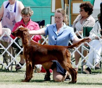 "Blaise" (Click on Blaise's name to go to her page) CH. Galewinns Tramore Mak'n An Impression (Ch. Galewinns Put Me In Coach x Ch. Tramore Impetuous Imperial Imp) Whelped 9/14/07
