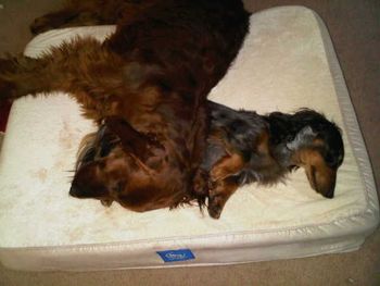 Baxter & Bode sleeping together. Bode has his head on Baxter's belly! lol (1/10)
