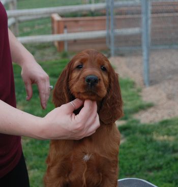 Pink girl at 7 weeks.
