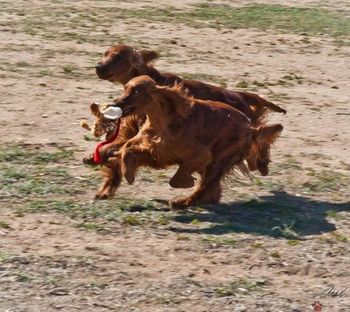 Bode and Rio running in the yard! This is their favorite thing to do! April 2011
