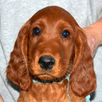 Blue Boy 9 wks old
