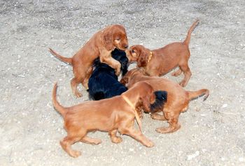 The black object in the middle is my dachshund Baron. They were enthralled with him.
