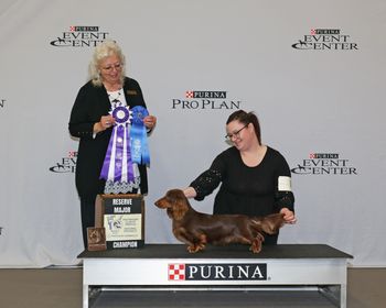 Twix winning Reserve Winner's Dog at the dachshund national!!
