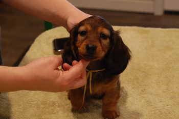 Yellow girl at 8 weeks old.
