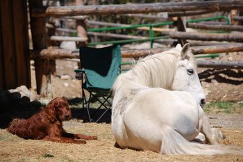 Shilo with her BFF "Lighting" - a 31 year old horse.  Shilo follows her "everywhere".  Shilo is owned by Cindy & Keith Birchler and is one LUCKY girl!
