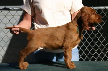 Dark Green Boy 7 weeks old
