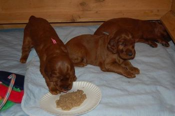 Puppy's first meal - they got the idea pretty quickly! Hard to believe it is already time to wean them.
