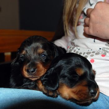 Puppies are 20 days old now.
