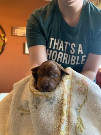 The boy - he was the second puppy born.
