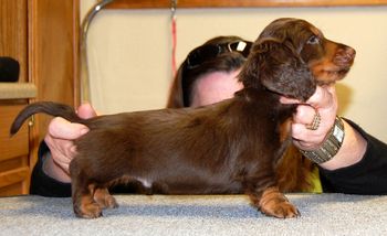 Brown Boy - 8 weeks.
