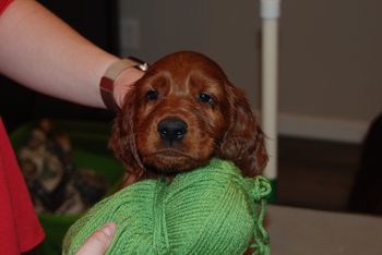 6 weeks old - head shot.
