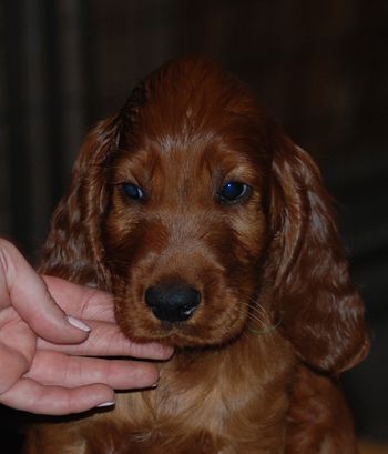 Green boy at 7 wks.
