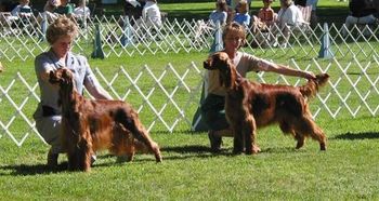 Rosie in the show ring.
