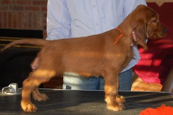 Orange Girl 7.5 weeks old
