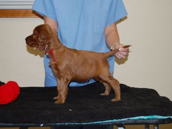 Red boy at 6 weeks.
