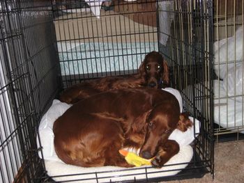 Look close -- there are 2 dogs in this crate. Bravo crawled in after Journey was already in sleeping.
