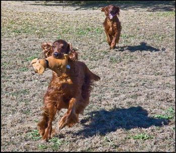 Bagger running with a stuffie (as usual!!!) - the bigger the better! Oct. 2008
