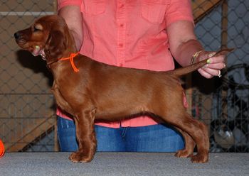 8 wks Orange girl
