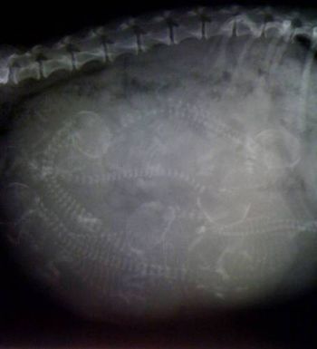 Here is the xray done today (11/2/09)on Boots - shows 6 and maybe 7 pups. Can you find all of the skulls & spines? Kind of like "where's waldo?"
