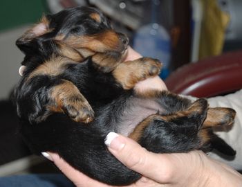 She barely fits in to my hands now! She is 4 weeks old.
