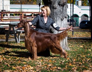 Tank at the Pueblo shows - he won the breed 4 out of 5 days!
