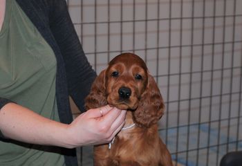 White girl at 7.5 weeks old.
