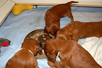 Blaise's four puppies enjoying their first meal. They sure figured it out fast!!
