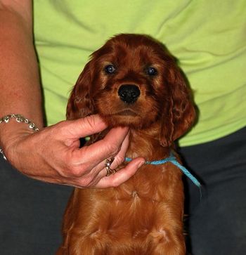 Blue boy at 5 wks old.
