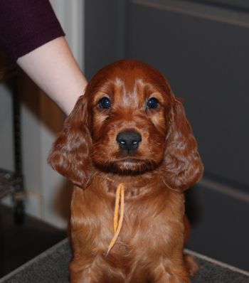 Orange girl at 6 weeks old.
