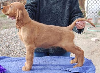 GreenBoy - 9 wks "Boomer" Keliare Double O Seven Owners: Jim & Amy Obenshain Casper, Wyoming
