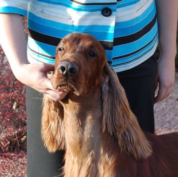 Bo in November 2010. Shea was nice enough to stack him for me so I could take these pictures.
