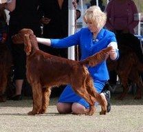 Paddy being shown at the National by Monica LaMontagne. This was sweepstakes and he made the cut!!
