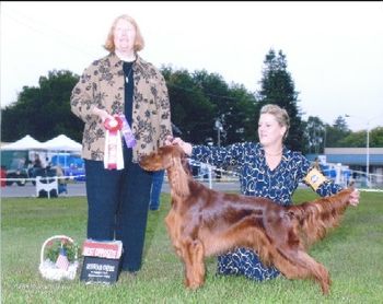 Jenna Morrigan's Holiday Inn (Ch. Courtwood Innkeeper x Ch. Morrigan's Red Skye at Night)
