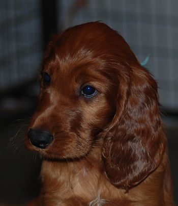 Blue boy at 7 wks.
