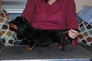 Black & tan boy at 9.5 weeks old.
