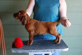 Red boy at 6 weeks.
