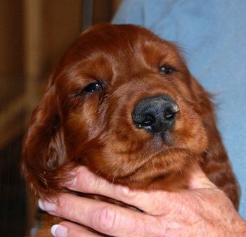 Blue boy's head at 7 1/2 weeks old.
