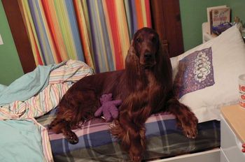 Bagger in Shea's room - notice the stuffie close by!
