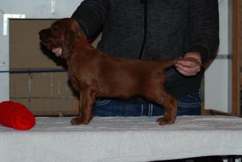 Red boy at 5 weeks.
