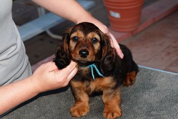 Blue boy at 8 weeks
