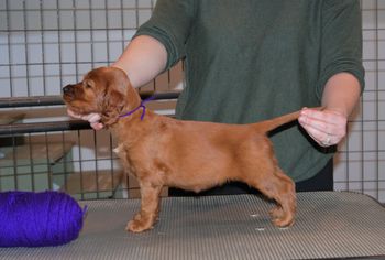 Purple girl at 5.5 weeks old.
