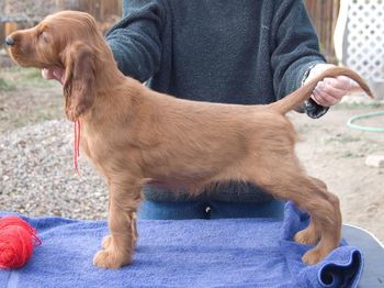 Red Boy - 9 weeks "Shannihan" Galewinns Double Entendre Owners: Marcy & Mara Hardy & Pam Gale Estes Park, Colorado
