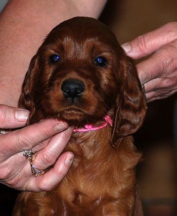 Pink girl at 5 wks old.
