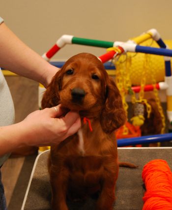 Orange girl at 6 weeks old.
