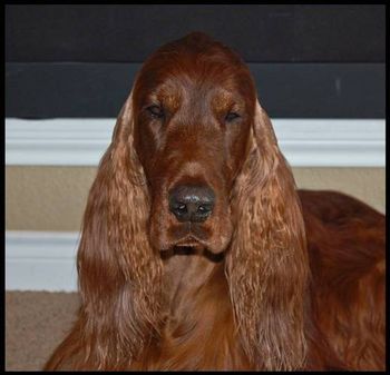 Bagger relaxing on Christmas day.
