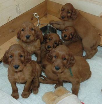 Puppies at 5 weeks old.
