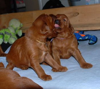 So cute to watch them starting to wrestle with each other.
