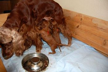 After eating Cordie climbed in the box to "lick the plate clean". All of the puppies started nursing on her standing up!!
